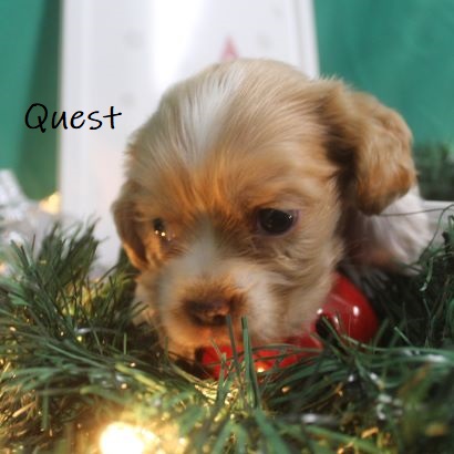 puppy, for, sale, Cocker Spaniel, Joe & Cherri  Overlease, dog, breeder, Miller, MO, dog-breeder, puppy-for-sale, forsale, nearby, find, puppyfind, locator, puppylocator, aca
